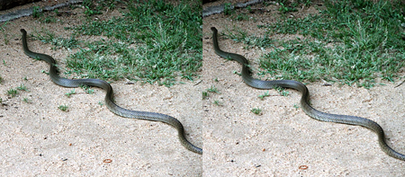 Information about One of the famous temple in AP sri sektheeswara swami temple enamadurru. 